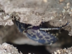 Ryssonotus nebulosus