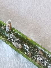 Coccoidea