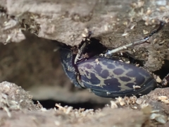 Ryssonotus nebulosus