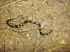 Leptodeira nigrofasciata