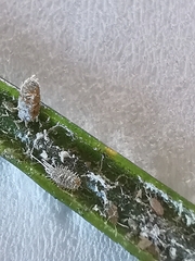 Coccoidea