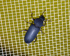 Tenebrio obscurus