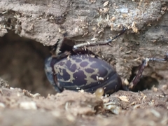 Ryssonotus nebulosus
