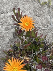 Lampranthus fergusoniae