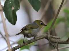 Zosterops lateralis cornwalli