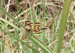 Rhyothemis graphiptera