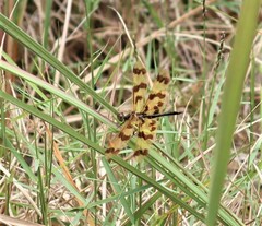 Rhyothemis graphiptera