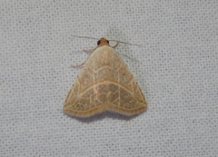 Eublemma gayneri
