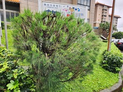 Allocasuarina nana