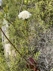 Agathosma bifida