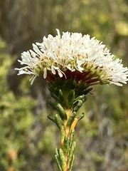 Agathosma bifida