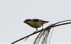 Pardalotus striatus ornatus