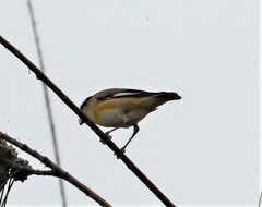 Pardalotus striatus ornatus