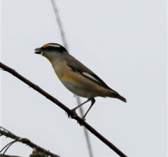 Pardalotus striatus ornatus
