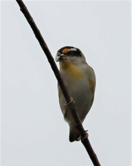 Pardalotus striatus ornatus