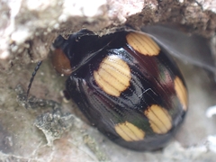 Paropsisterna sexpustulata