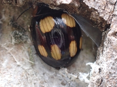 Paropsisterna sexpustulata