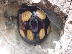 Paropsisterna sexpustulata