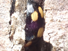 Paropsisterna sexpustulata