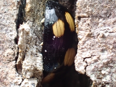 Paropsisterna sexpustulata