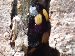 Paropsisterna sexpustulata