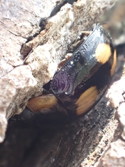 Paropsisterna sexpustulata