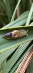 Parmellops perspicuus