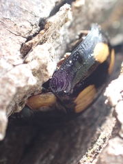 Paropsisterna sexpustulata