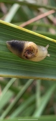 Parmellops perspicuus