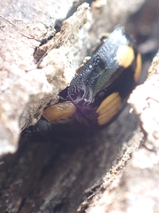 Paropsisterna sexpustulata