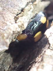 Paropsisterna sexpustulata