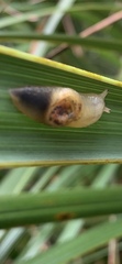Parmellops perspicuus