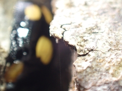 Paropsisterna sexpustulata