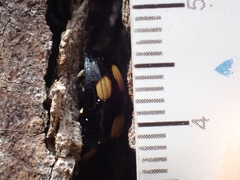 Paropsisterna sexpustulata