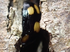 Paropsisterna sexpustulata