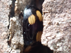 Paropsisterna sexpustulata