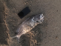 Epinephelus
