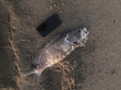 Epinephelus