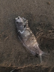 Epinephelus