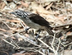 Plectorhyncha lanceolata