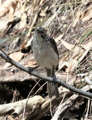 Plectorhyncha lanceolata