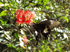 Papilio nephelus chaonulus