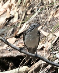 Plectorhyncha lanceolata
