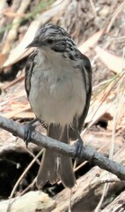 Plectorhyncha lanceolata
