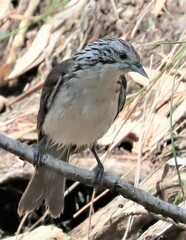 Plectorhyncha lanceolata