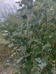 Populus alba