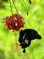 Papilio nephelus chaonulus
