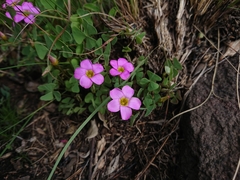 Oxalis obliquifolia