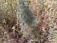 Artemisia sericea