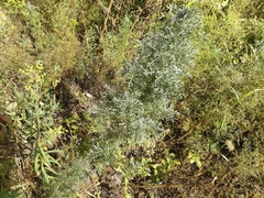 Artemisia sericea